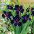 Iris louisiana Black Gamecock.jpg